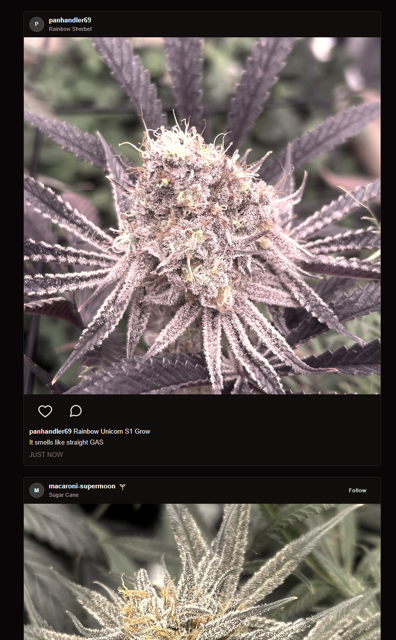 The Grow & Tell grow feed